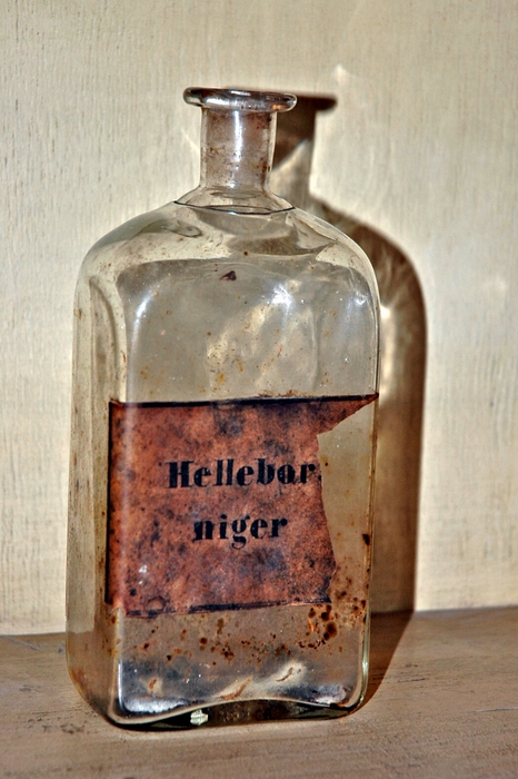 helleborus niger - fekete hunyor (taln a budai hegyekben is fellelhet gygynvny)